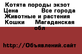 Котята породы экзот › Цена ­ 7 000 - Все города Животные и растения » Кошки   . Магаданская обл.